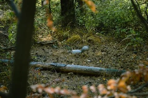 Wild fluffy gray squirrel in the dense thicket of the forest Stock Photos
