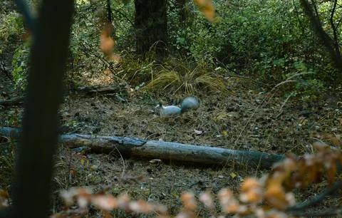 Wild fluffy gray squirrel in the dense thicket of the forest Foto stock
