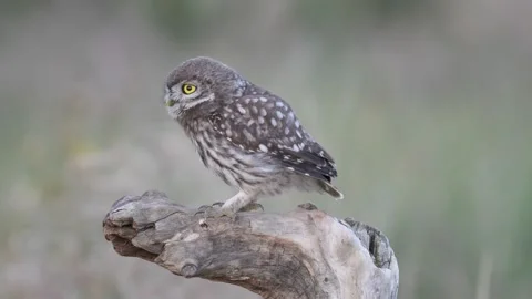 Owl Stock Footage ~ Royalty Free Stock Videos 