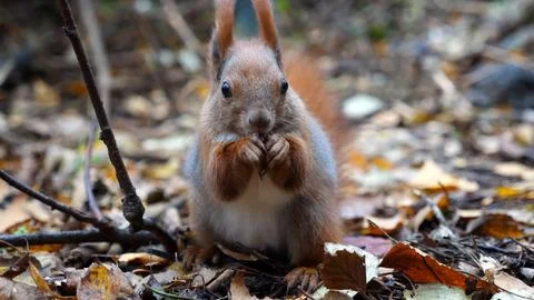 Wild fluffy squirrel gnawing nuts at forest. Cute brown rodent eating found.. Stock Photos