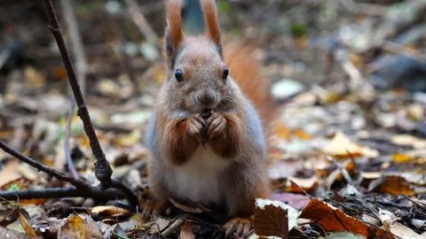 Wild fluffy squirrel gnawing nuts at forest. Cute brown rodent eating found.. Stock Photos