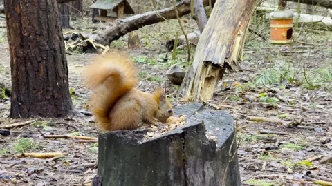 Wild fluffy squirrel sitting on stump and gnawing nuts at forest. Cute brown rod Stock Footage 332871876