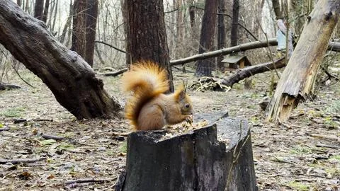 Wild fluffy squirrel sitting on stump and gnawing nuts at forest. Cute brow.. Stock Photos