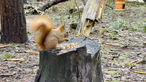 Wild fluffy squirrel sitting on stump and gnawing nuts at forest. Cute brow.. Stock Photos