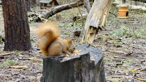 Wild fluffy squirrel sitting on stump and gnawing nuts at forest. Cute brow.. Stock Photos