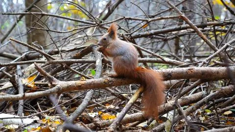 Wild fluffy squirrel sitting at wooden branch gnawing nuts at forest. Cute .. Stock Photos