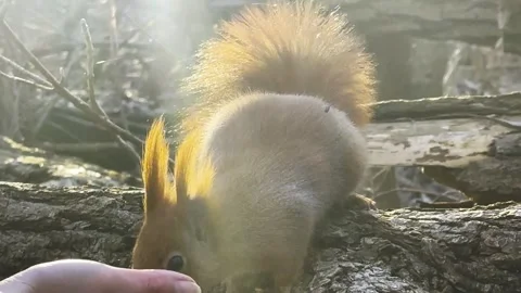 Wild fluffy squirrel taking nuts from female arm and gnawing it at sunny forest. Stock Footage 333394652