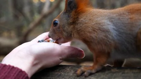Wild fluffy squirrel taking nuts from female arm and gnawing it outdoor. Cu.. Stock Photos