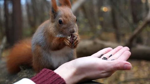 Wild fluffy squirrel taking nuts from female arm and gnawing it outdoor. Cu.. Foto stock