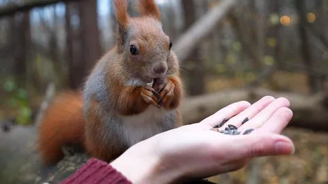 Wild fluffy squirrel taking nuts from female arm and gnawing it outdoor. Cu.. Stock Photos