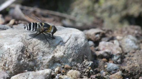 Wild fly drinking mineral Stock Footage 75057462