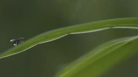 Wild fly 스톡 동영상 137239481