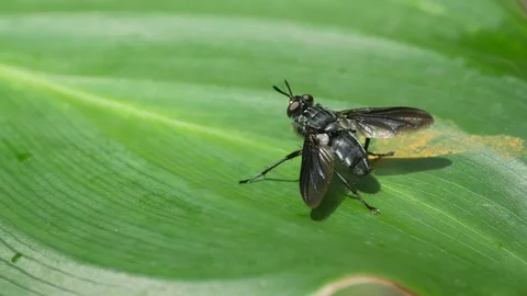 Wild fly moving on green leaf Video stock 76203761
