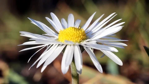 Wild fly pollinating a bright white and yellow daisy Stock Footage 99118594