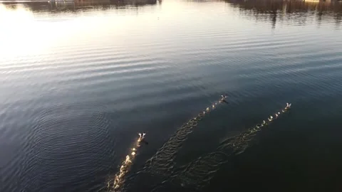Wild Flying Ducks Over The Pond at Golden Hour Stock Footage 172217748