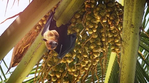 Wild Flying Fox Hanging from Palm Tree in the Maldives 库存影片 76241743