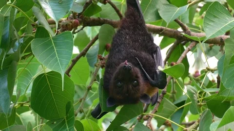 A wild flying fox hangs upside down from a branch under the canopy, spitting Stock Footage 323428266