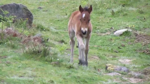 A wild foal in a fun back-and-forth runs under herd surveillance. Stock Footage 252944861