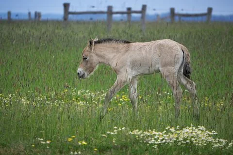 Wild foal Stock Photos