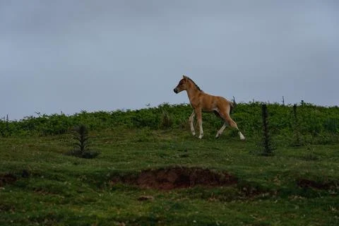 A wild foal 库存照片