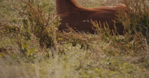 Wild Foal Resting In Meadow Stock Footage 140344692