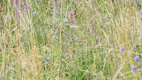 Wild Foliage Stock Footage 116130162