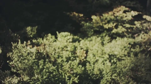Wild foliage in the mountains. Aperture blur bokeh - nature background. Stock Footage