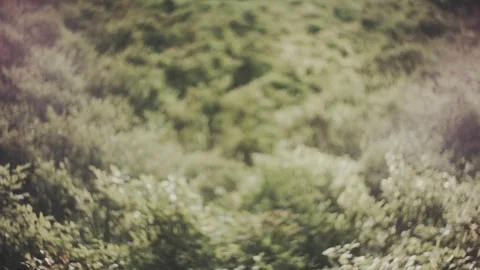 Wild foliage in the mountains. Aperture blur bokeh - nature background. Stock Footage 80558750