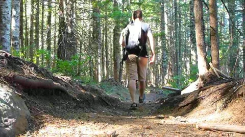 Into the Wild Stock Footage 12027604