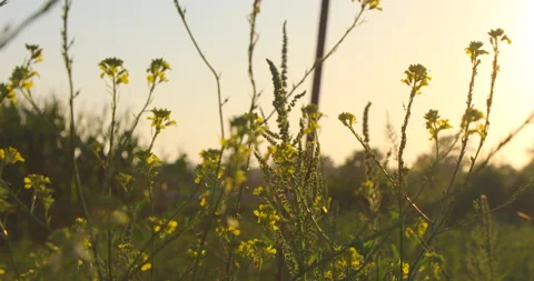 Wild Vídeos de archivo 130930677