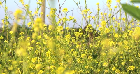 Wild Vídeos de archivo 130930824