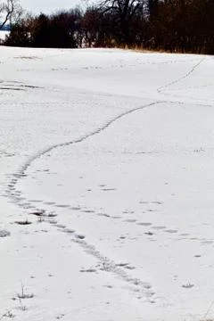 Wild Footprints Stock Photos