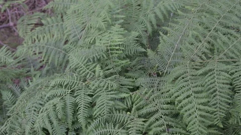 Wild fores, fern Stock Footage 112421471