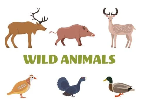 Wild forest animals with wild boar, deer, moose, duck, grouse and partridge Stock Illustration