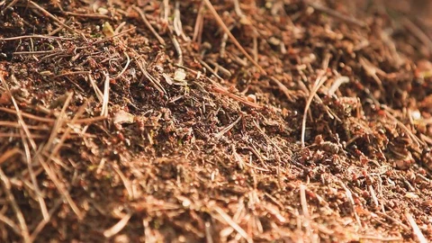 Wild forest ants large pln Stock Footage 121017856