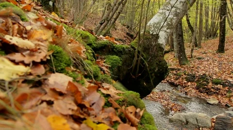 Wild Forest Area Stock Footage 52560542