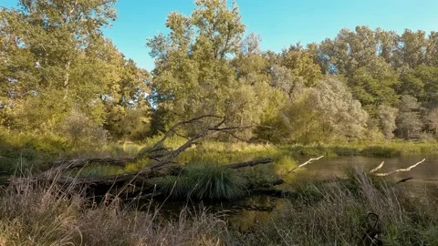 Wild forest in the autumn Stock Footage 221106988