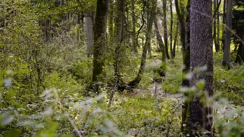 Wild forest background in spring Stock-Footage 94641746