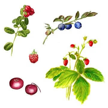 Wild forest berries Stock Illustration