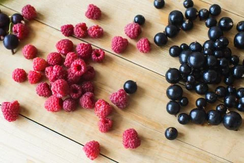 Wild forest berries Stock Photos