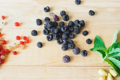 Wild forest berries Stock Photos