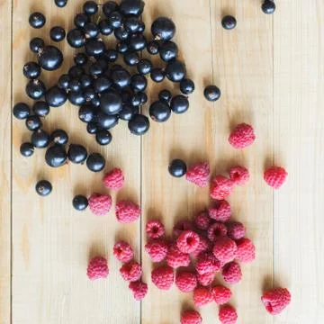 Wild forest berries Stock Photos