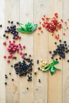 Wild forest berries Stock Photos