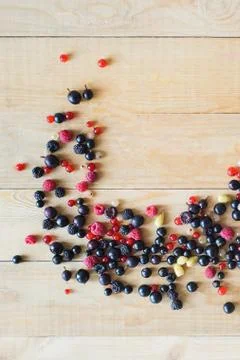Wild forest berries Stock Photos