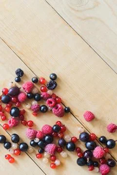 Wild forest berries Stock Photos