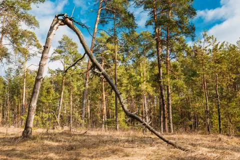 Wild Forest. Broken Pine Tree In Green Coniferous Forest Fotos de archivo