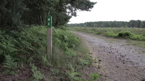 Wild forest in Cannock Chase Stock Footage 112422687