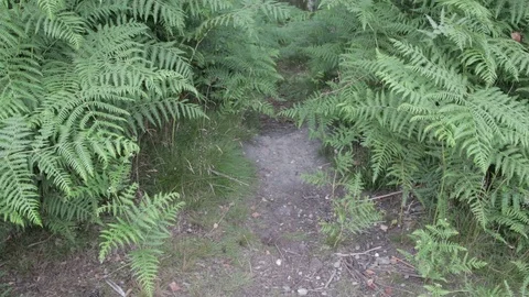 Wild forest in Cannock Chase Stock Footage 112422710