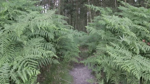 Wild forest in Cannock Chase Stock Footage 112422998