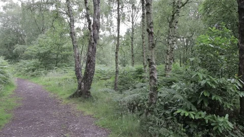 Wild forest in Cannock Chase Stock Footage 112423243